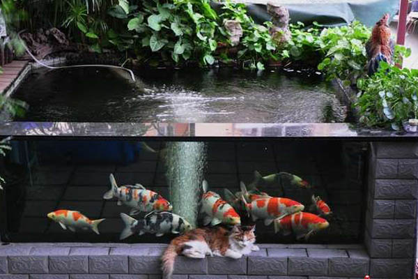 錦鯉魚(yú)池16.JPG