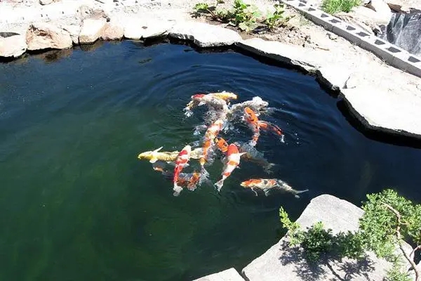 錦鯉魚(yú)池8.jpg