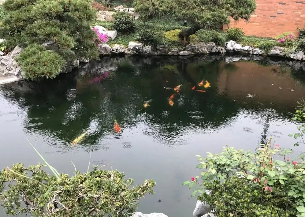 錦鯉魚(yú)池4.jpg