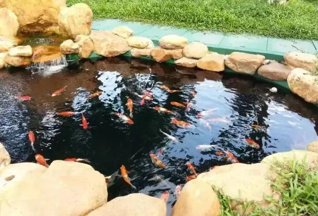 錦鯉魚(yú)池7.jpg