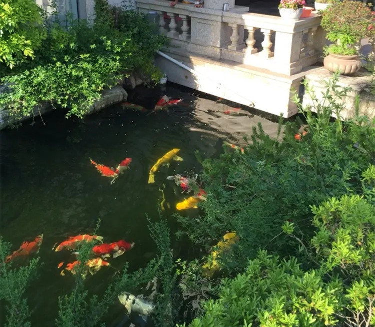 錦鯉魚(yú)池10.jpg