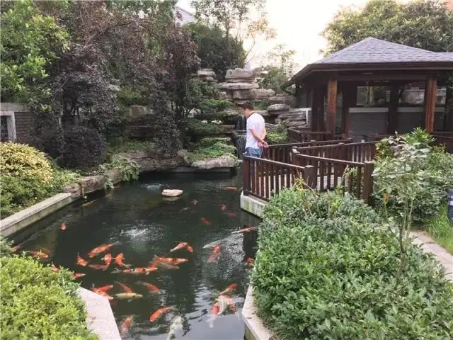 錦鯉魚(yú)池2.jpg