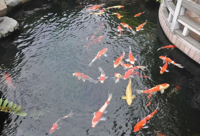錦鯉魚(yú)池13.jpg